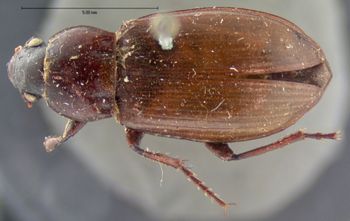 Media type: image;   Entomology 5672 Aspect: habitus dorsal view
